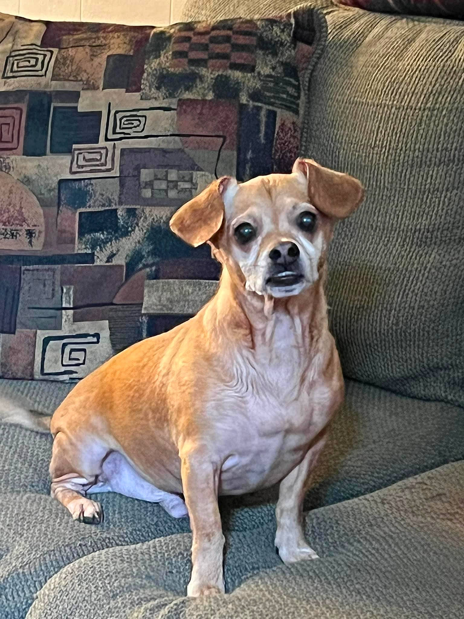 Ozzy joined the competition — help win amazing prizes! canidae, carnivore, collar, companion_dog, dog, dog_breed, dog_collar, dog_supply, fawn, flooring, fur, non_sporting_group, pet_supply, snout, sporting_group, tail, terrestrial_animal, toy_dog, whiskers, working_animal