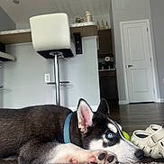 Thiago joined the competition — help win amazing prizes! dog, puppy, husky, blue_eyes, collar, carpet, floor, indoor, bar_stool, kitchen, chair, shoe, tennis_ball, pet, resting, home, wood_floor, white, black, pink_paw