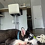 dog, puppy, husky, blue_eyes, collar, carpet, floor, indoor, bar_stool, kitchen, chair, shoe, tennis_ball, pet, resting, home, wood_floor, white, black, pink_paw
