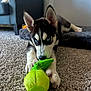 puppy, dog, husky, blue_eyes, carpet, plush_toy, indoor, pet_bed, furniture, playing, cute, animal, young_dog, paw, toy, pet, resting, fur, ears, face