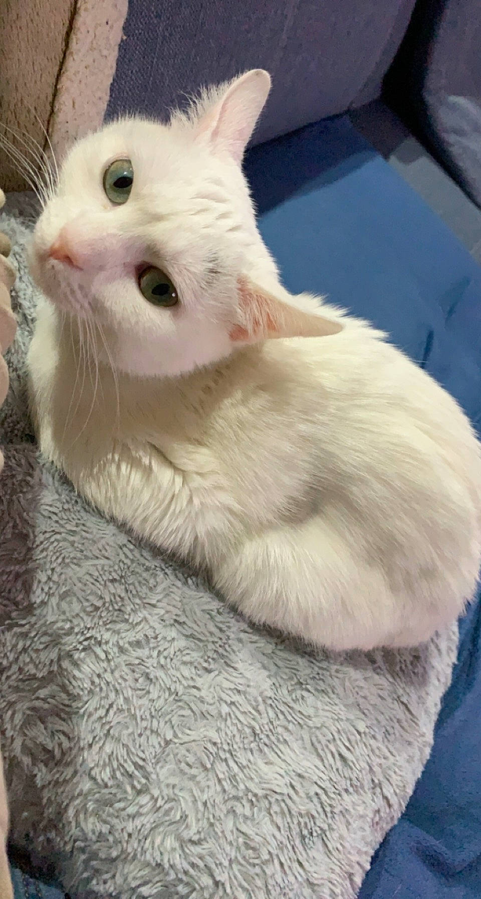 Lupa a rejoint le concours — aidez-le/la à gagner de superbes lots ! carnivore, cat, claw, comfort, domestic_short_haired_cat, ear, eye, fawn, felidae, fur, head, paw, small_to_medium_sized_cats, snout, tail, whiskers