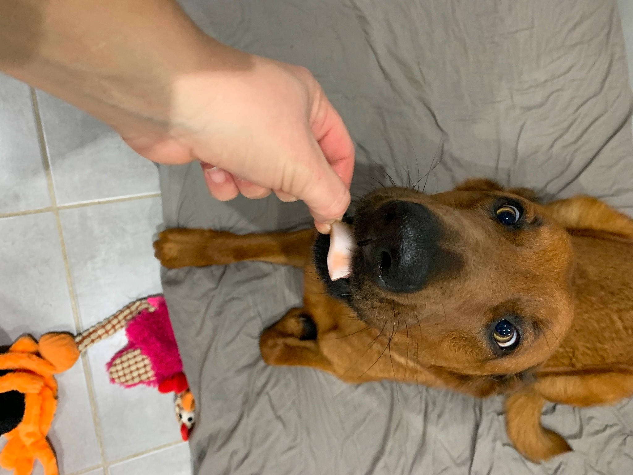 Luna participe au concours pour gagner de l'argent avec cette photo : canidae, carnivore, collar, companion_dog, dog, dog_breed, dog_supply, ear, fawn, fur, german_shepherd_dog, jaw, nail, paw, pet_supply, snout, sporting_group, street_dog, whiskers, working_animal