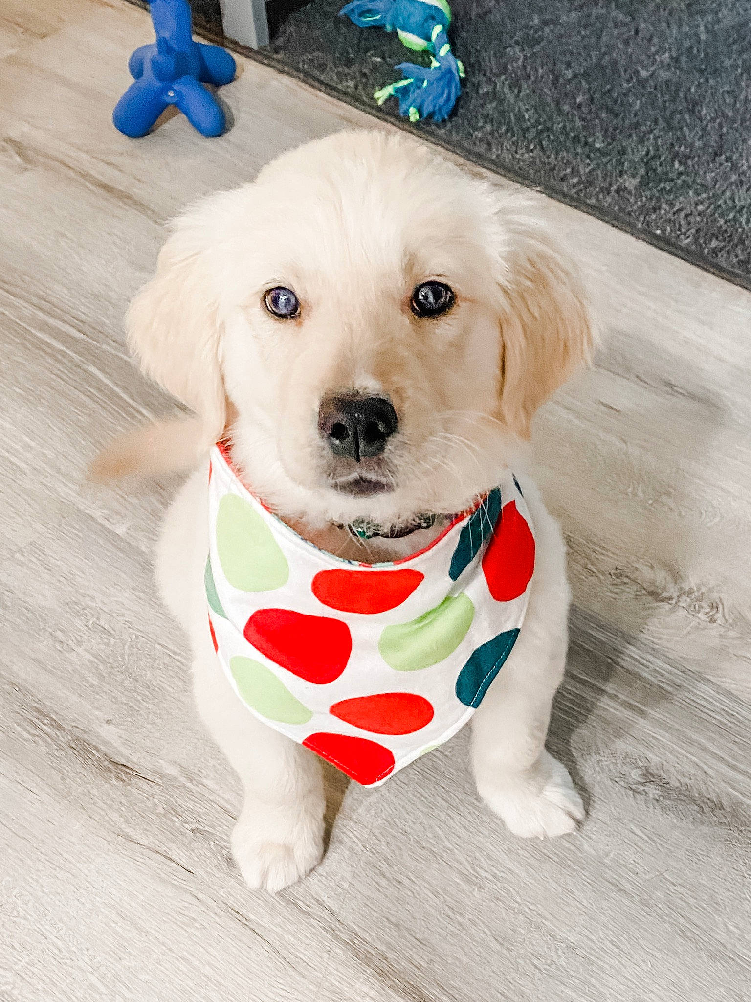 George is registered to the contest to win money with this photo: canidae, carnivore, collar, companion_dog, dog, dog_breed, dog_collar, dog_supply, dog_toy, fur, leash, mammal, pet_supply, plastic, puppy, retriever, snout, sporting_group, toy, working_animal