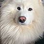 Saiko a rejoint le concours — aidez-le/la à gagner de superbes lots ! dog, samoyed, white_fur, fluffy, pet, indoors, portrait, close_up, animal, cute, nose, ears, furry, canine, companion, domestic_animal, looking_at_camera, soft_light, home, cozy
