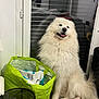 Saiko a rejoint le concours — aidez-le/la à gagner de superbes lots ! dog, white_dog, fluffy, sitting, indoor, floor, bag, green_bag, reflection, glass_door, happy, pet, animal, tongue_out, cozy, home, door, plastic_bag, black_wastebasket, furniture