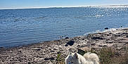 Saiko a rejoint le concours — aidez-le/la à gagner de superbes lots ! dog, white_dog, fluffy, lake, water, grass, sky, clouds, sunlight, outdoor, nature, pet, leash, happy, canine, animal, shore, daytime, scenery, peaceful