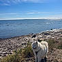 dog, white_dog, fluffy, lake, water, grass, sky, clouds, sunlight, outdoor, nature, pet, leash, happy, canine, animal, shore, daytime, scenery, peaceful