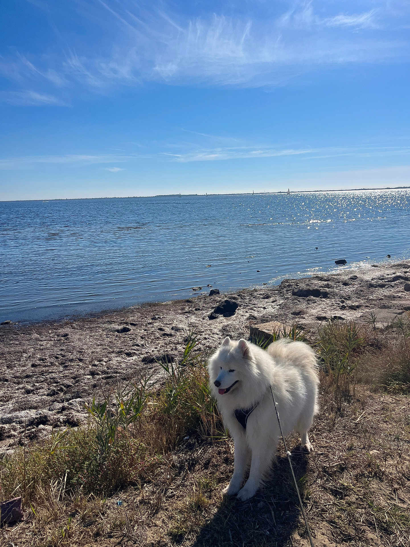 Saiko a rejoint le concours — aidez-le/la à gagner de superbes lots ! dog, white_dog, fluffy, lake, water, grass, sky, clouds, sunlight, outdoor, nature, pet, leash, happy, canine, animal, shore, daytime, scenery, peaceful