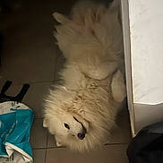 Saiko participe au concours pour gagner de l'argent avec cette photo : dog, white_dog, fluffy, lying_down, floor, tile_floor, indoor, plastic_bag, relaxed, pet, canine, fur, looking, table, counter, mischievous, animal, domestic, companion, cozy