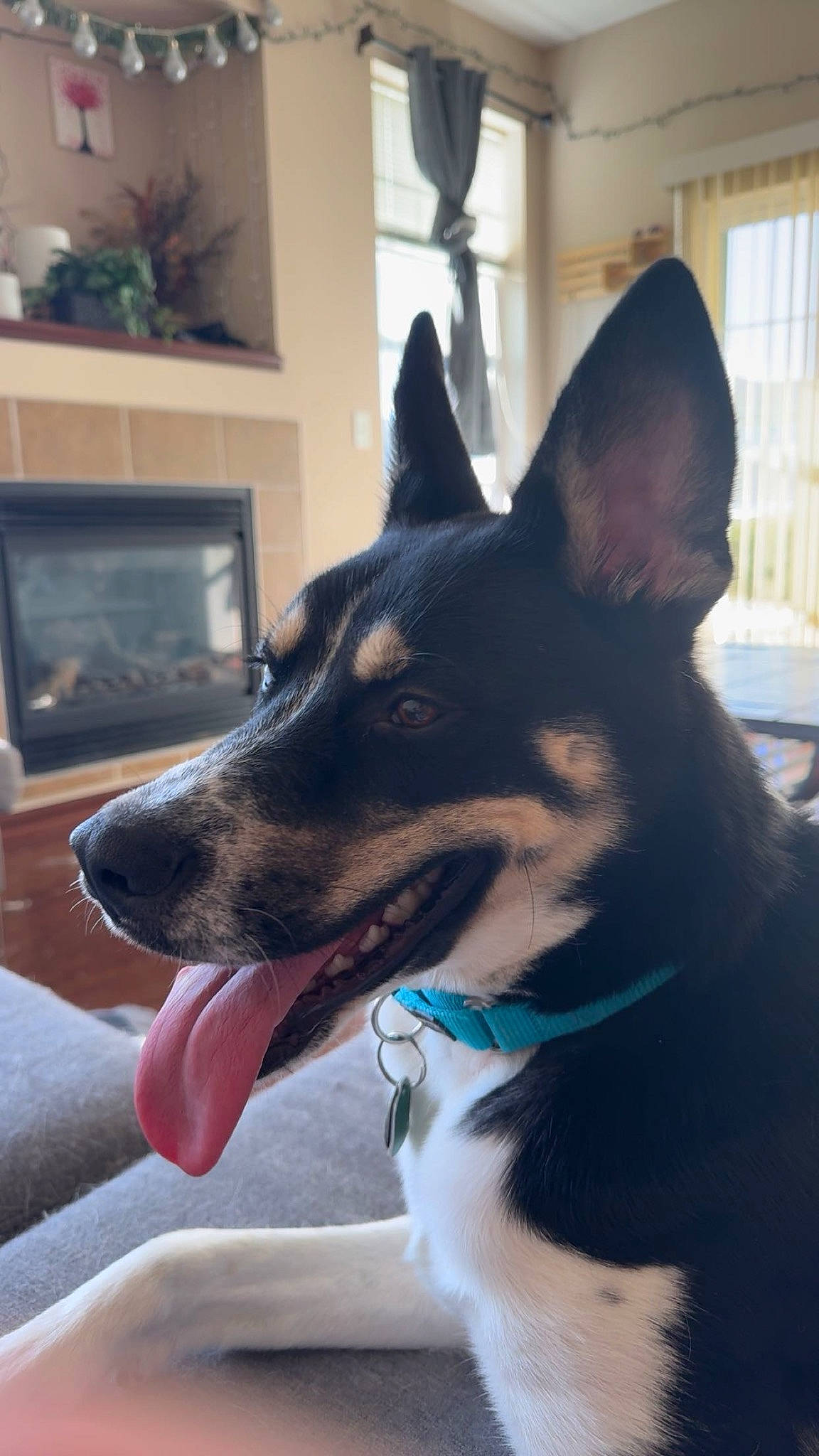 Ace joined the competition — help win amazing prizes! carnivore, collar, companion_dog, curtain, dog, dog_breed, dog_collar, dog_supply, door, ear, electric_blue, fawn, foot, fur, herding_dog, picture_frame, plant, snout, whiskers, window