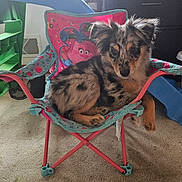 Nanuk is registered to the contest to win money with this photo: animal, basket, carpet, chair, childrens_room, colorful, cute, dog, fluffy, furniture, indoor, pet, pink, playroom, puppy, relaxed, small, stuffed_toy, toy, window
