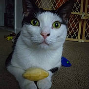 Oreo joined the competition — help win amazing prizes! cat, pet, animal, indoor, carpet, toy, plush_toy, mouse_toy, black_and_white, green_eyes, close_up, curious, feline, baby_gate, floor, paw, cute, domestic_cat, resting, looking