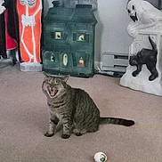 Marcus joined the competition — help win amazing prizes! animal, black_cat_figure, carpet, cat, decor, feline, ghost_decoration, halloween, haunted_house, holiday, indoor, mouth_open, pet, playful, room, sitting, skeleton_decoration, spooky, tabby_cat, toy_ball