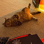 Marcus joined the competition — help win amazing prizes! cat, tabby_cat, carpet, halloween, jack_o_lantern, pumpkin, indoor, decorations, spider_web, pillow, orange_light, cozy, feline, pet, relaxed, lying_down, floor, festive, holiday, cute