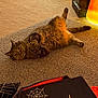 cat, tabby_cat, carpet, halloween, jack_o_lantern, pumpkin, indoor, decorations, spider_web, pillow, orange_light, cozy, feline, pet, relaxed, lying_down, floor, festive, holiday, cute