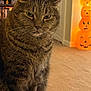 Marcus is registered to the contest to win money with this photo: tabby_cat, cat, indoor, pet, animal, feline, fur, whiskers, ears, eyes, pumpkin_stack, halloween, carpet, door, bookshelf, decor, orange, brown, closeup, portrait