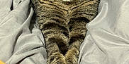 Marcus is registered to the contest to win money with this photo: animal, bed, blanket, cat, closeup, cozy, cute, feline, fur, gray, indoor, paws, pet, plush_toy, portrait, relaxed, resting, tabby, whiskers, yellow