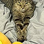 Marcus is registered to the contest to win money with this photo: cat, tabby, animal, pet, feline, paws, fur, whiskers, bed, blanket, plush_toy, yellow, gray, closeup, resting, indoor, portrait, cute, relaxed, cozy