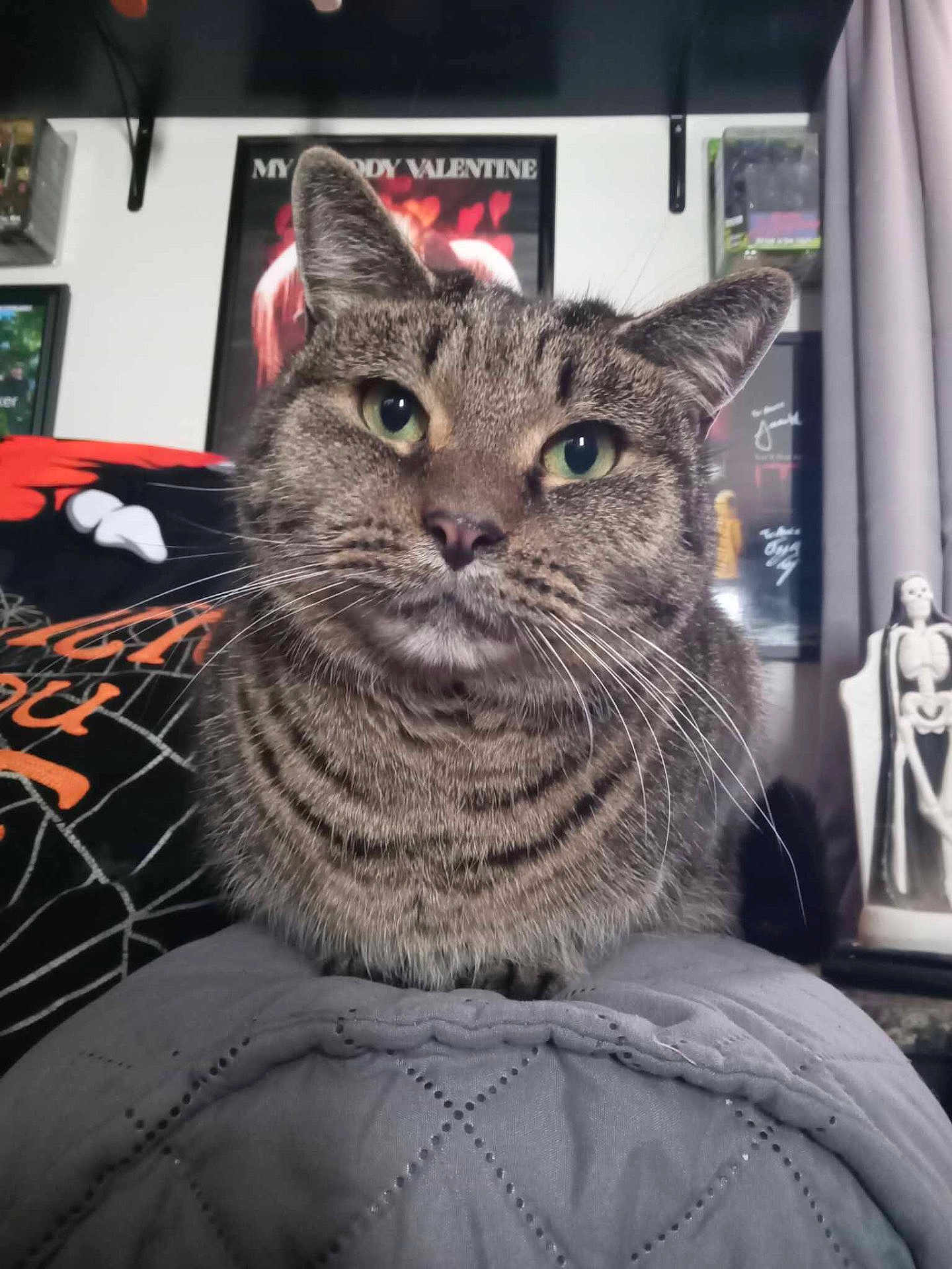 Marcus is registered to the contest to win money with this photo: cat, tabby_cat, close_up, indoor, green_eyes, resting, quilted_surface, poster, wall_art, decor, halloween, skeleton_figure, curious, feline, whiskers, striped_fur, pet, animal, cozy, cute