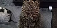 Marcus joined the competition — help win amazing prizes! tabby_cat, cat, pet, indoor, couch, quilted_blanket, basket, sleeping_cat, poster, wall_art, furniture, fur, animal, whiskers, ears, eyes, home, cozy, resting, looking