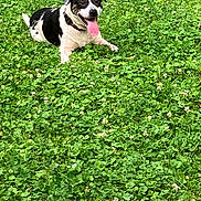 Bentley joined the competition — help win amazing prizes! dog, black_and_white, tongue_out, grass, clover, flowers, outdoor, pet, animal, nature, lying_down, happy, summer, greenery, playful, canine, field, daytime, collar, relaxed