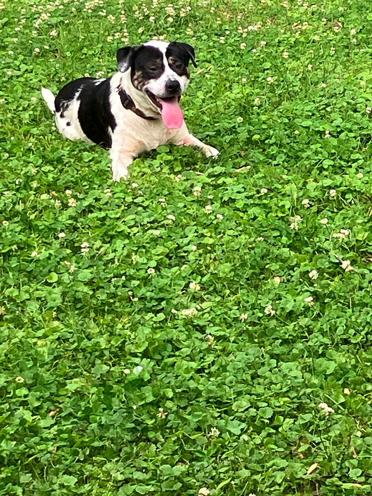 Bentley joined the competition — help win amazing prizes! dog, black_and_white, tongue_out, grass, clover, flowers, outdoor, pet, animal, nature, lying_down, happy, summer, greenery, playful, canine, field, daytime, collar, relaxed
