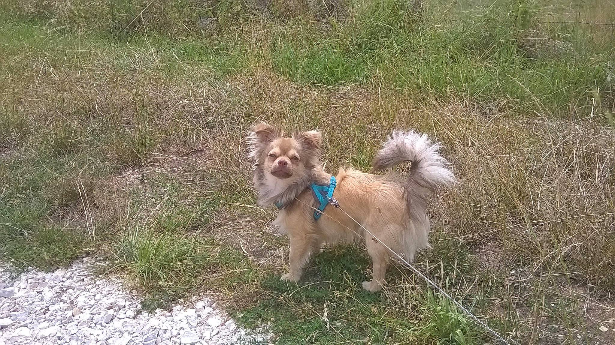 Cookie a rejoint le concours — aidez-le/la à gagner de superbes lots ! cairn_terrier, canidae, carnivore, chinese_imperial_dog, companion_dog, dog, dog_breed, glen_of_imaal_terrier, icelandic_sheepdog, lhasa_apso, mammal, non_sporting_group, norfolk_terrier, norwich_terrier, pomeranian, rare_breed_dog, sporting_group, terrier, vertebrate