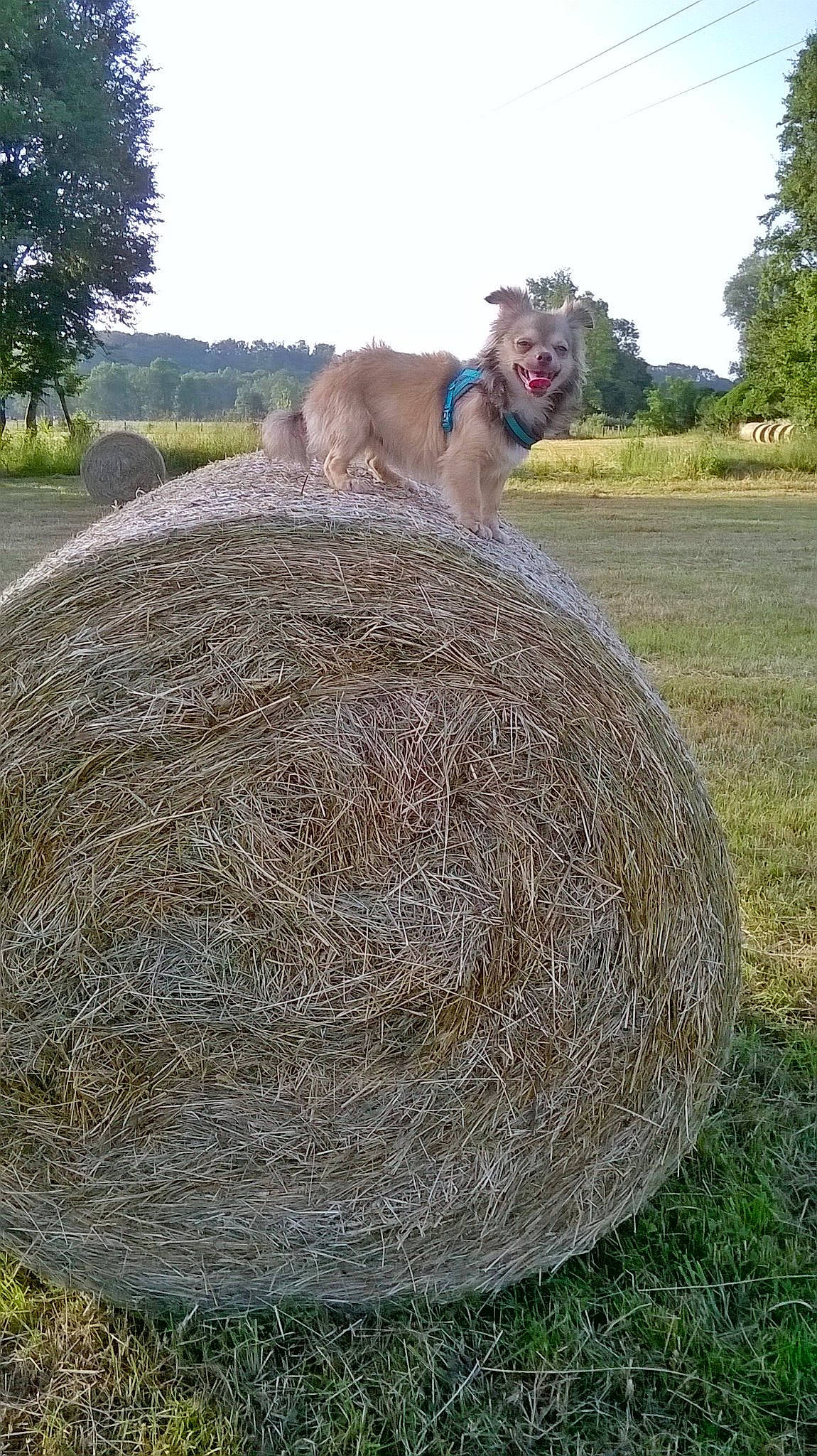Cookie a rejoint le concours — aidez-le/la à gagner de superbes lots ! farm, grass, hay, plant, straw