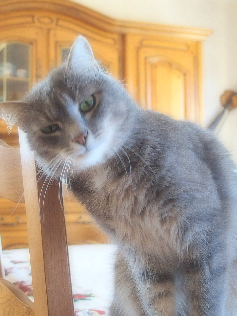 Manhattan a rejoint le concours — aidez-le/la à gagner de superbes lots ! british_semi_longhair, carnivore, cat, domestic_short_haired_cat, fawn, felidae, kitten, korat, mammal, nebelung, russian_blue, small_to_medium_sized_cats, turkish_angora, vertebrate, whiskers, window