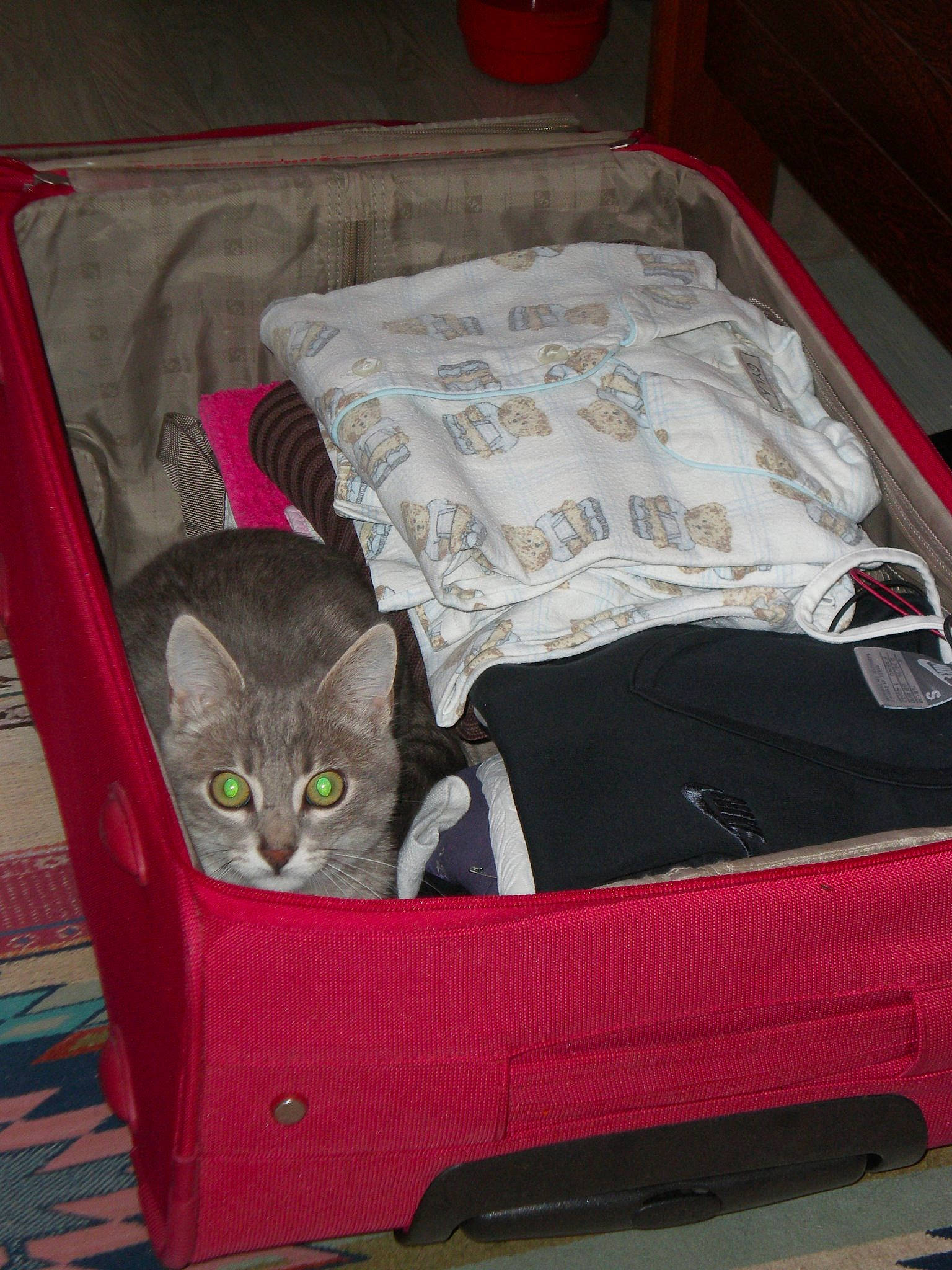Manhattan a rejoint le concours — aidez-le/la à gagner de superbes lots ! baggage, box, carnivore, cat, cat_supply, domestic_short_haired_cat, felidae, kitten, small_to_medium_sized_cats, suitcase