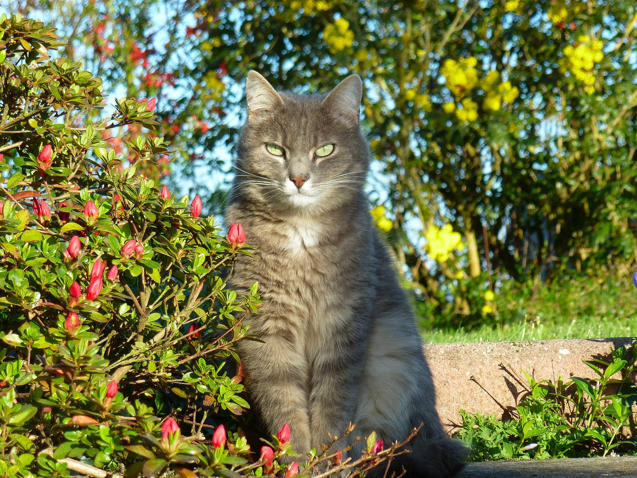 Manhattan a rejoint le concours — aidez-le/la à gagner de superbes lots ! botany, british_shorthair, carnivore, cat, chartreux, domestic_short_haired_cat, european_shorthair, felidae, grass, leaf, mammal, plant, small_to_medium_sized_cats, snout, spring, tabby_cat, tree, whiskers, wild_cat, wildlife
