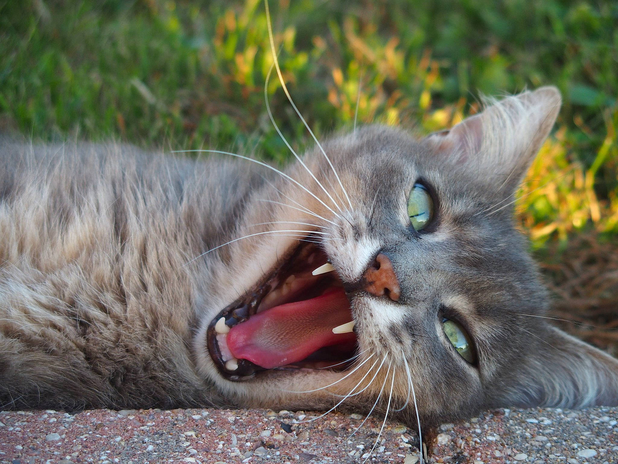 Manhattan a rejoint le concours — aidez-le/la à gagner de superbes lots ! carnivore, cat, domestic_short_haired_cat, european_shorthair, eye, facial_expression, felidae, grass, mammal, mouth, nebelung, organ, pixie_bob, small_to_medium_sized_cats, snout, tabby_cat, tooth, whiskers, wild_cat, wildlife