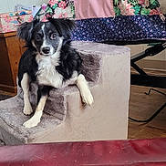 Jessie is registered to the contest to win money with this photo: dog, pet_stairs, carpet, wooden_floor, furniture, dresser, bed, blanket, floral_pattern, box, room, indoor, black_and_white, paw, fur, pet, relaxing, cute, domestic, cozy