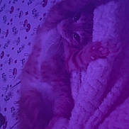 Romeo is registered to the contest to win money with this photo: cat, orange_tabby, blanket, mushroom_pattern, bed, soft_texture, relaxed, indoor, feline, resting, cute, sleepy, purple_light, cozy, pet, animal, whiskers, paw, fur, comfort