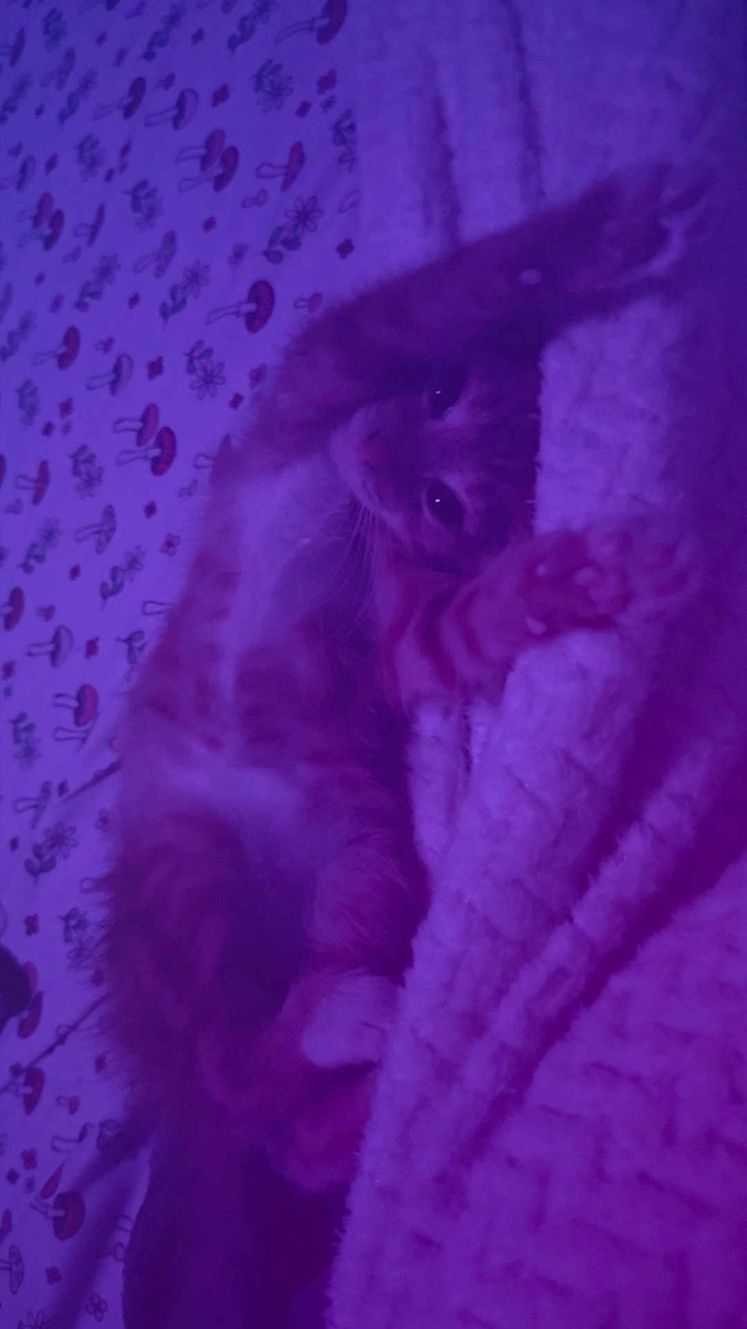 Romeo is registered to the contest to win money with this photo: cat, orange_tabby, blanket, mushroom_pattern, bed, soft_texture, relaxed, indoor, feline, resting, cute, sleepy, purple_light, cozy, pet, animal, whiskers, paw, fur, comfort