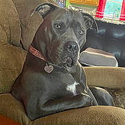 Loulabell is registered to the contest to win money with this photo: armchair, collar, couch, curtains, dog, domestic_animal, ears, face, furniture, gray_dog, home, indoor, living_room, looking, nose, pet, relaxed, table, window, wooden_cabinets