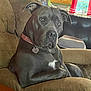 armchair, collar, couch, curtains, dog, domestic_animal, ears, face, furniture, gray_dog, home, indoor, living_room, looking, nose, pet, relaxed, table, window, wooden_cabinets