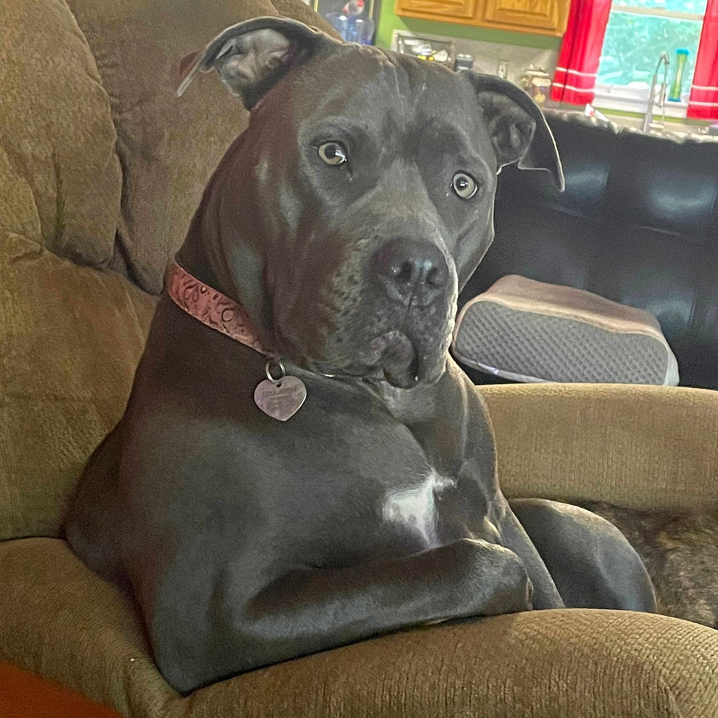 Loulabell is registered to the contest to win money with this photo: armchair, collar, couch, curtains, dog, domestic_animal, ears, face, furniture, gray_dog, home, indoor, living_room, looking, nose, pet, relaxed, table, window, wooden_cabinets