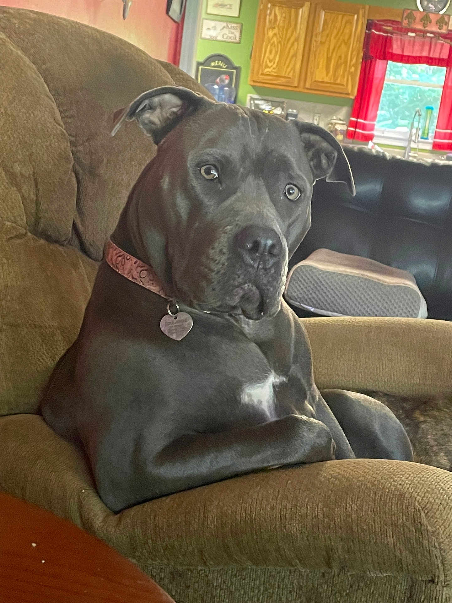 Loulabell is registered to the contest to win money with this photo: armchair, collar, couch, curtains, dog, domestic_animal, ears, face, furniture, gray_dog, home, indoor, living_room, looking, nose, pet, relaxed, table, window, wooden_cabinets