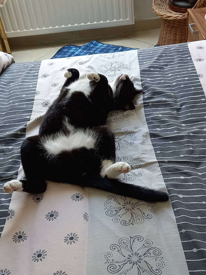 Bouba participe au concours pour gagner de l'argent avec cette photo : carnivore, cat, comfort, companion_dog, dog_breed, domestic_short_haired_cat, felidae, floor, flooring, fur, grey, hardwood, linens, room, small_to_medium_sized_cats, table, tableware, tail, whiskers, wood