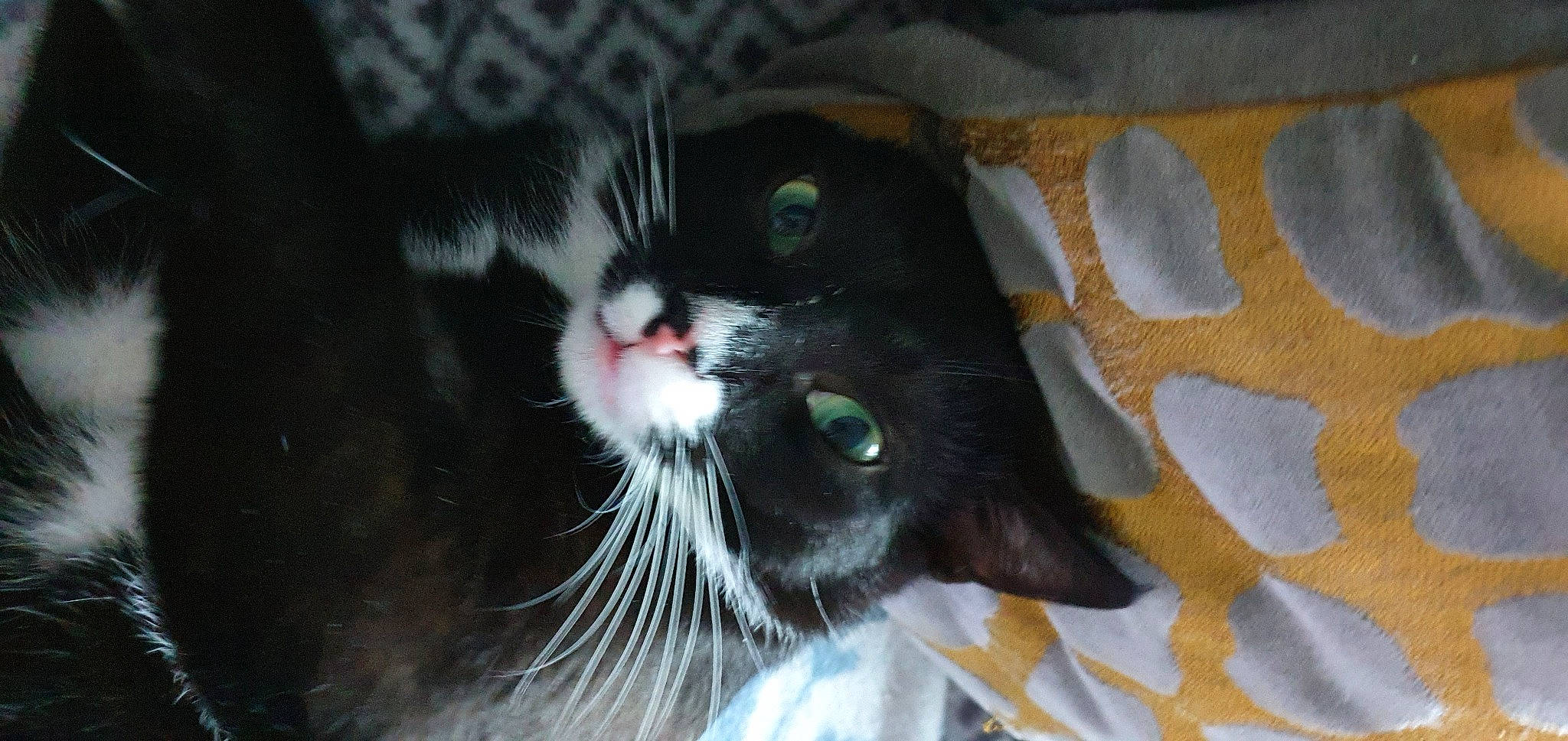 Bouba a rejoint le concours — aidez-le/la à gagner de superbes lots ! black_cat, carnivore, cat, claw, domestic_short_haired_cat, felidae, foot, fur, iris, paw, small_to_medium_sized_cats, snout, tail, whiskers, window