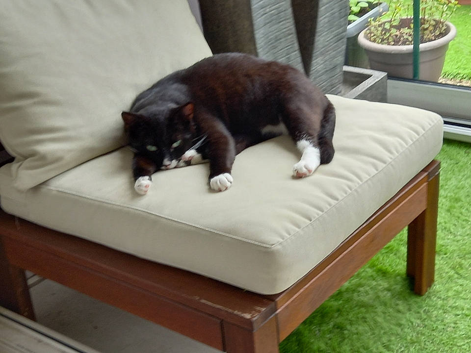 Bouba a rejoint le concours — aidez-le/la à gagner de superbes lots ! bed, black_cat, bombay, carnivore, cat, comfort, domestic_short_haired_cat, felidae, flowerpot, furniture, grass, hardwood, linens, outdoor_furniture, plant, rectangle, small_to_medium_sized_cats, tail, whiskers, wood