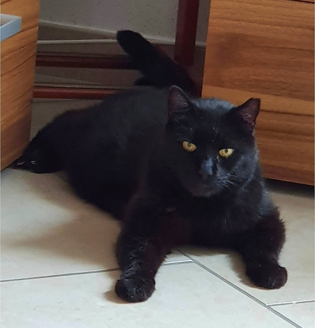 Yoda a rejoint le concours — aidez-le/la à gagner de superbes lots ! black_cat, bombay, box, carnivore, carton, cat, claw, domestic_short_haired_cat, felidae, flooring, fur, hardwood, mammal, shipping_box, small_to_medium_sized_cats, snout, tail, terrestrial_animal, whiskers, wood