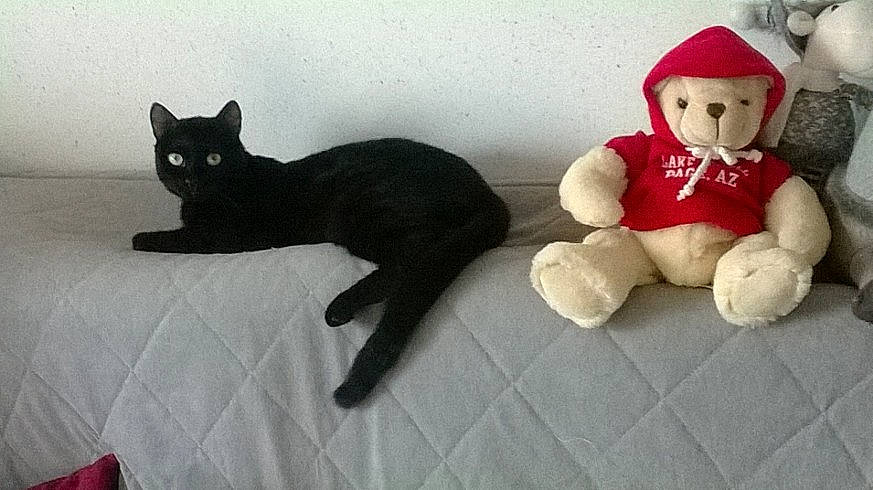 Simba participe au concours pour gagner de l'argent avec cette photo : baby_toys, black_cat, bombay, carmine, carnivore, cat, comfort, domestic_short_haired_cat, felidae, fur, grey, hat, plush, small_to_medium_sized_cats, stuffed_toy, tail, teddy_bear, terrestrial_animal, toy, whiskers
