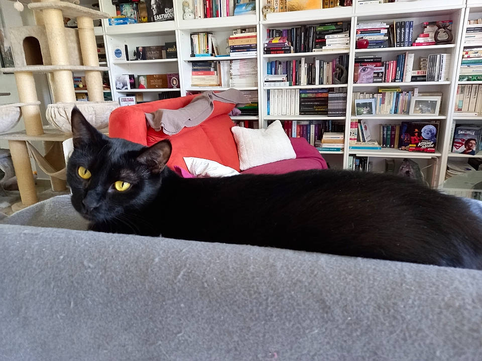 Sacha a rejoint le concours — aidez-le/la à gagner de superbes lots ! black_cat, bombay, book, bookcase, building, carnivore, cat, comfort, felidae, furniture, grey, mammal, publication, room, shelf, shelving, small_to_medium_sized_cats, tail, whiskers, wood
