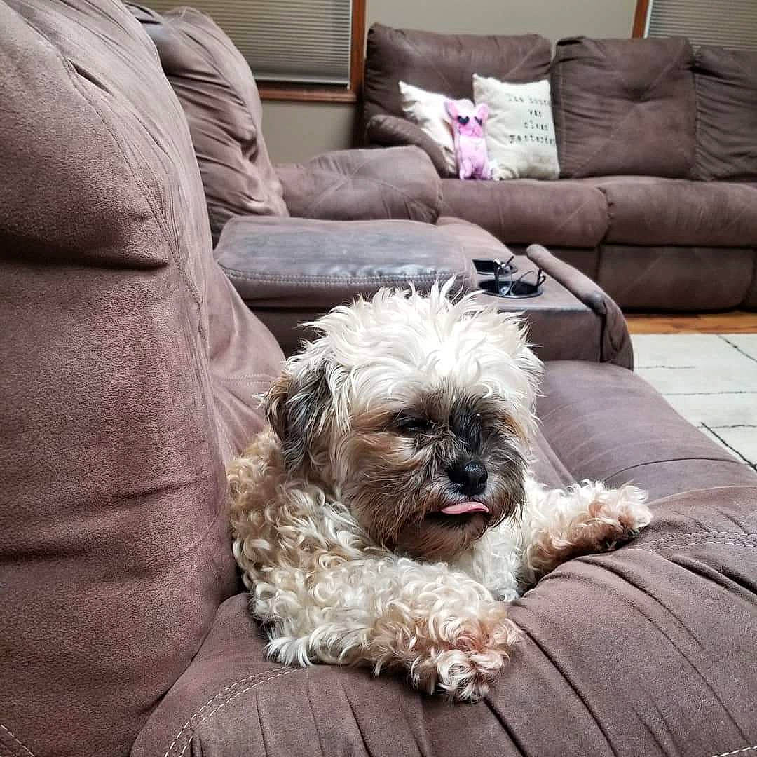 Butterbean is registered to the contest to win money with this photo: bolonka, canidae, carnivore, companion_dog, dog, dog_breed, glen_of_imaal_terrier, irish_soft_coated_wheaten_terrier, lhasa_apso, maltese, mammal, non_sporting_group, puppy, rare_breed_dog, schnoodle, shih_tzu, sporting_group, terrier, tibetan_terrier, vertebrate