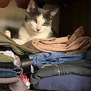 Bouba participe au concours pour gagner de l'argent avec cette photo : casual, cat, closet, cozy, curious, domestic, fabric, feline, folded_clothes, gray_cat, home, indoor, pet, quiet, resting, shelving, soft_lighting, stack, texture, white_cat