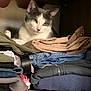 casual, cat, closet, cozy, curious, domestic, fabric, feline, folded_clothes, gray_cat, home, indoor, pet, quiet, resting, shelving, soft_lighting, stack, texture, white_cat