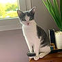 Bouba a rejoint le concours — aidez-le/la à gagner de superbes lots ! animal, background, cat, curious, domestic_cat, feline, fur, grey, houseplant, indoor, natural_light, paws, pet, plant, relaxed, sitting, tail, white, window, wooden_surface