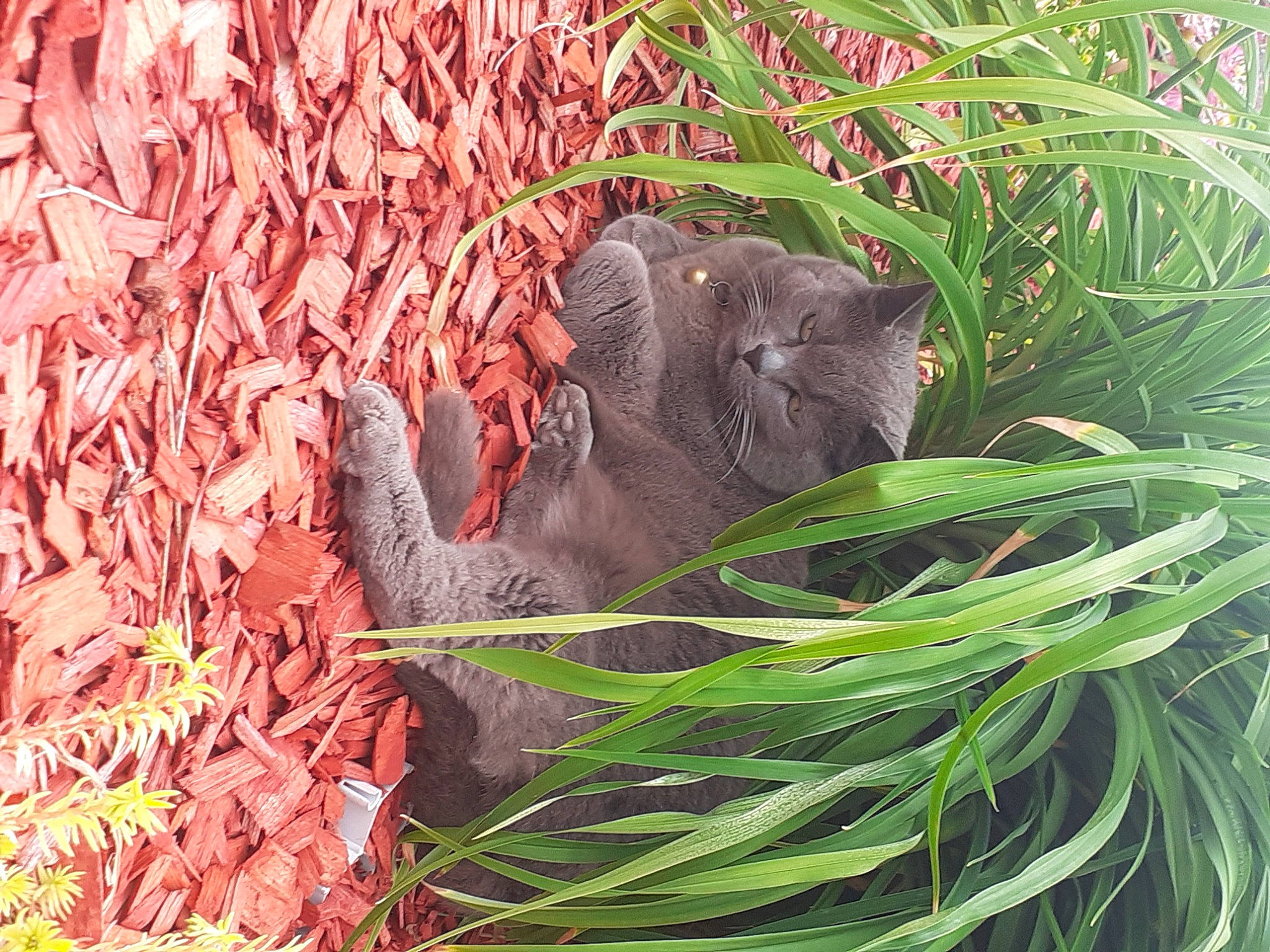 Eclair a rejoint le concours — aidez-le/la à gagner de superbes lots ! annual_plant, botany, flowering_plant, grass, groundcover, herb, leaf, liver, natural_material, organism, plant, snout, soil, terrestrial_animal, terrestrial_plant, wildlife, working_animal, wrinkle